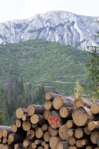 Pile Firewood Mountains Carpathians Romania — Stock Photo, Image