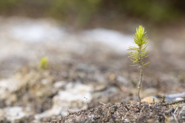 Bahar ormanında yerde yatan köknar ağacı. Sığ alan derinliği.