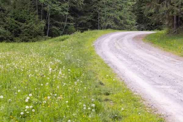 春にはスプルースの山の森の隣にタンポポのある牧草地を通る未舗装の道路 — ストック写真