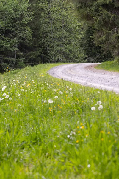 草原の上にタンポポや野の花と森の中の未舗装の道路 — ストック写真