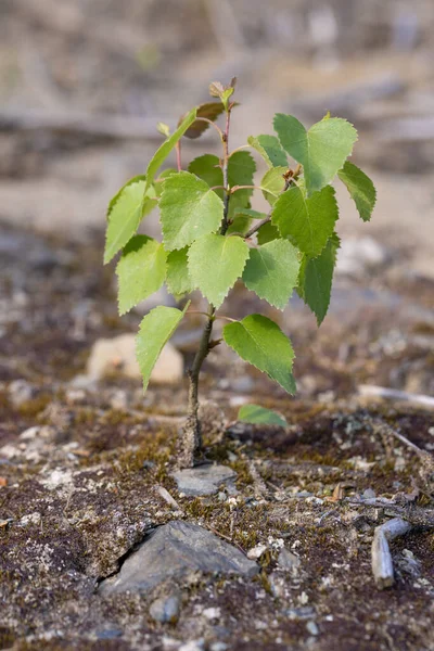 Stock image Young eedling growing on the ground in the forest.