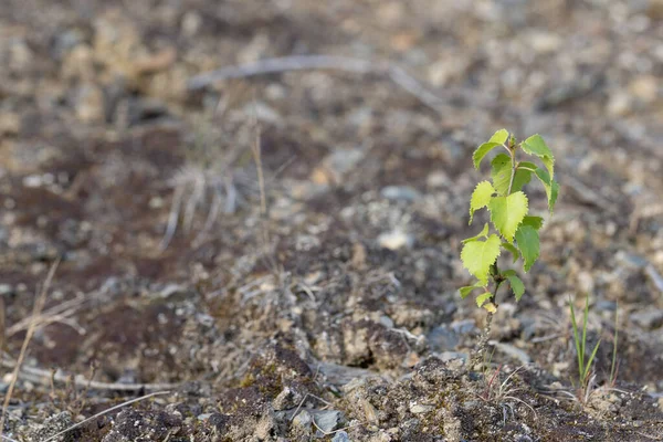 Young Seedlings Growing Ground Spring Forest — Stock Photo, Image