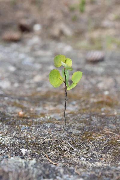 Young seedling growing on the ground in early spring. New life concept.