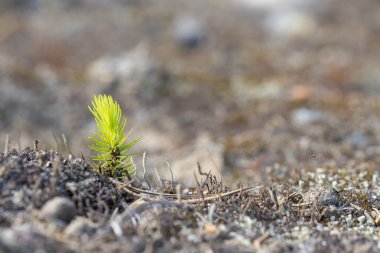 İlkbaharda yerde bir çam ağacından çıkan genç filiz.. 