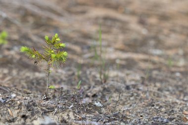 Ormanda, yerde büyüyen genç filiz. Yaklaş.