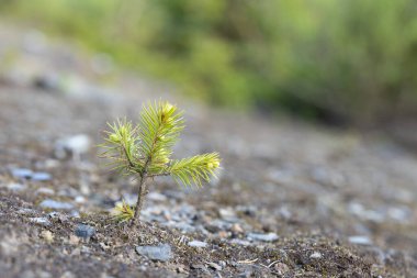 Ormanın zemininde büyüyen küçük köknar ağacı.