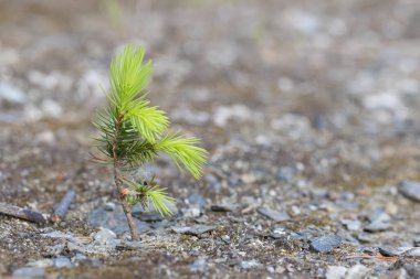 Genç çam ağacı yerde, kayalık toprakta büyüyor. Makroyu kapat