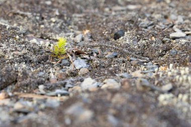 Toprağın arka planında huş ağacından yeni filizlenmiş. Makroyu kapat
