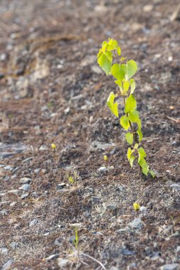 İlkbaharda yerde küçük bir ağaçtan filizlenen