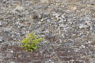 Kuru kayalık zemin üzerinde büyüyen genç ladin ağacı.