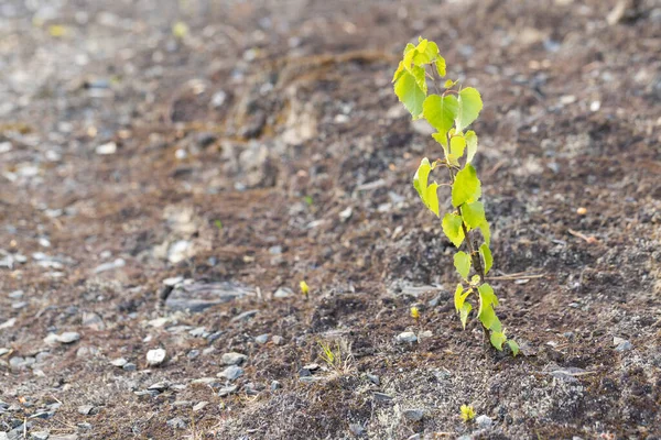 Small Sprout Small Tree Dry Rocky Ground Spring — Stock Photo, Image