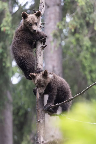 Filhotes Urso Marrom Jogando Uma Árvore Floresta Verde Verão — Fotografia de Stock
