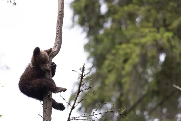 Grizzly bear sitting on a tree branch in the forest hanging fromk a tree
