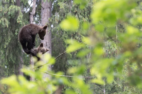 Bonito Pequenos Filhotes Urso Marrom Uma Árvore Floresta Verão Verde — Fotografia de Stock