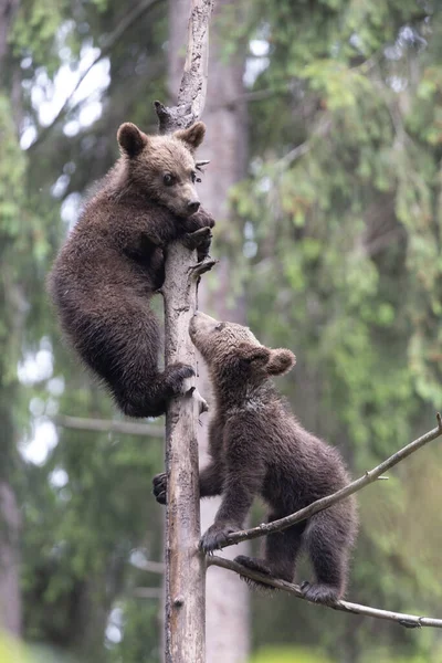 Ursos Castanhos Irmãos Brincando Uma Árvore Verão Verde Floresta Exuberante — Fotografia de Stock