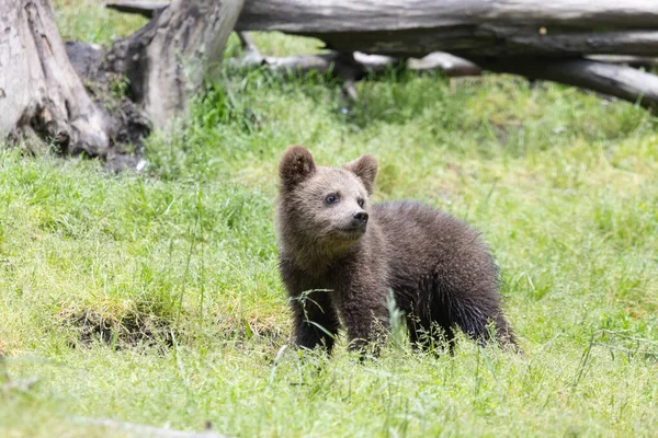 Симпатичний Коричневий Ведмідь Дитина Стоїть Зеленому Полі Травою Сонячний День — стокове фото