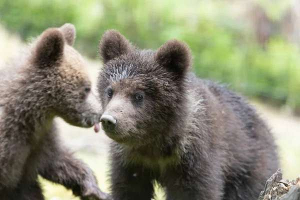 Dois Filhotes Urso Marrom Perto Retrato Jogando Juntos Floresta — Fotografia de Stock