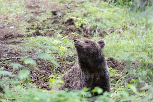 Brunbjörn Grön Sommaräng Med Näsa Upp Doftar Luften — Stockfoto