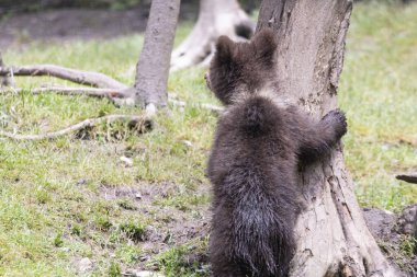 Boz ayı ormanda bir ağaca arkadan sarılıyor.