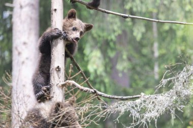 Ağacın içinde dili dışarıda kameraya bakan sevimli kahverengi ayı yavrusu.