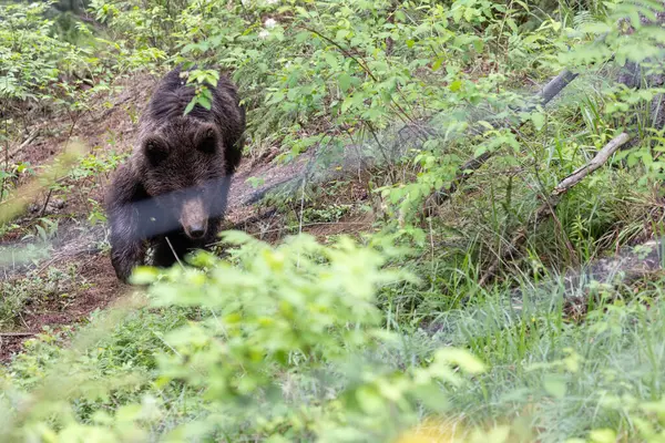 Ours Brun Dans Une Forêt Verte Été Regardant Caméra Marcher — Photo