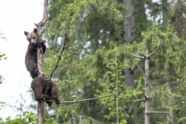 Два Медвежонка Ветке Дерева Летнем Лесу — стоковое фото