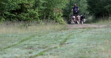 Sera kızağı köpekleri tarlada adam çekiyor.