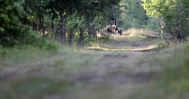 雪橇狗拉着人在夏天的绿色草地上跑来跑去 后面是森林 — 图库视频影像