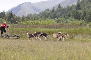 Grönland Sibirya Husky kızak köpekleri takımı yeşil orman çayırında at arabası çekiyorlar..