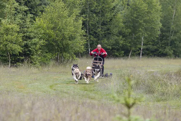 Greenland sled dogs team with man pulling cart in green forest meadow having fun