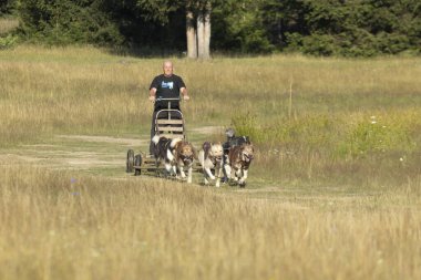 Grönland 'ı ezmek ve Sibirya köpek takımı güneşli bir günde ormanın yanındaki bir yaz tarlasında adamla kızak çekiyorlar..