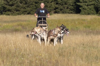 Grönland 'ı ezmek ve Sibirya köpek takımı güneşli bir günde ormanın yanındaki bir yaz tarlasında adamla kızak çekiyorlar..