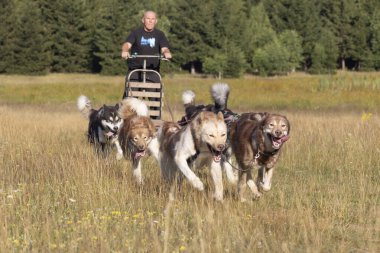Grönland 'ı ezmek ve Sibirya köpek takımı güneşli bir günde ormanın yanındaki bir yaz tarlasında adamla kızak çekiyorlar..