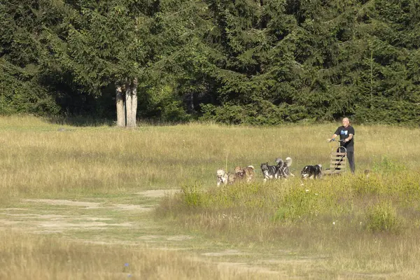 Mushing Greenland and siberian husky dog team pulling sled with man in a summer field next to forest on a sunny day.
