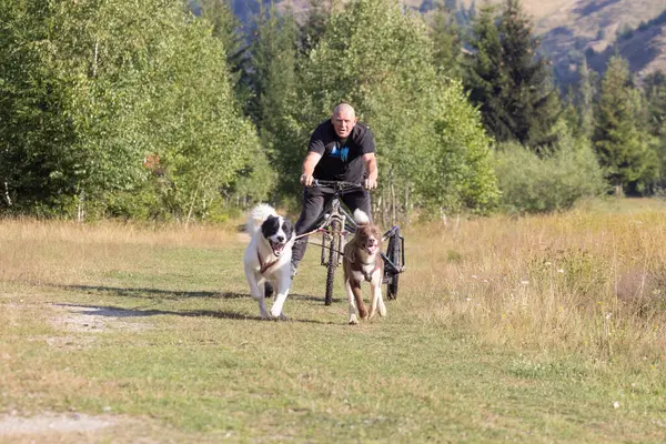 Mężczyzna Grenlandia Husky Pies Musher Zespół Dwoma Psami Ciągnąc Rower — Zdjęcie stockowe