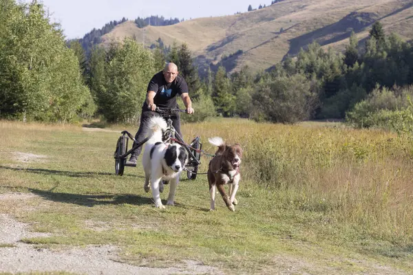 Mężczyzna Grenlandia Husky Pies Musher Zespół Dwoma Psami Ciągnąc Rower — Zdjęcie stockowe