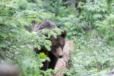 Yazın yeşil ladin ormanında kahverengi ayı