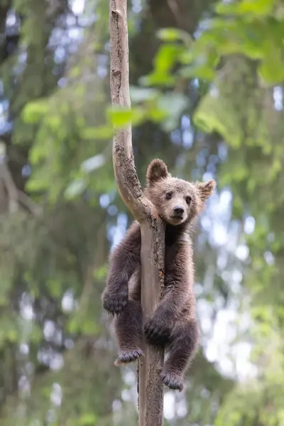 Ведмідь Дитина Сходження Зелене Лісове Дерево Влітку — стокове фото