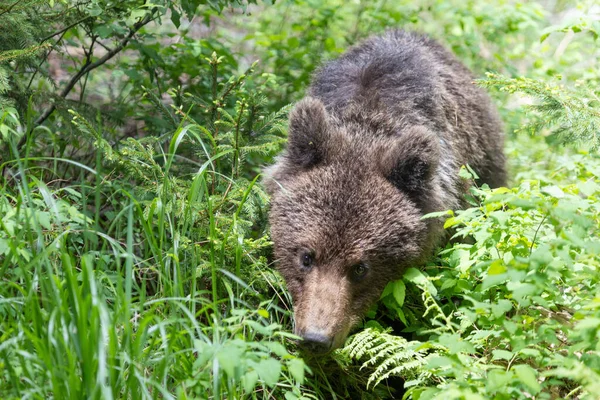 Brown Bear Green Spruce Forest Summer Hidding Tall Grass — Stock Photo, Image