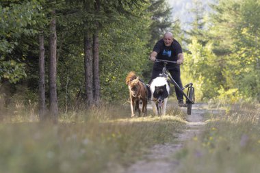 Köpek takımı yazın güneşli bir günde tarlada koşan bir adamla bisikleti çekiyor.