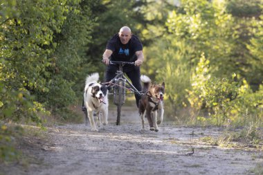 Köpek takımı yazın güneşli bir günde tarlada koşan bir adamla bisikleti çekiyor.