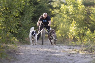 Köpek takımı yazın güneşli bir günde tarlada koşan bir adamla bisikleti çekiyor.