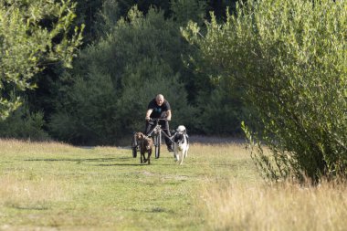 Köpek takımı yazın güneşli bir günde tarlada koşan bir adamla bisikleti çekiyor.