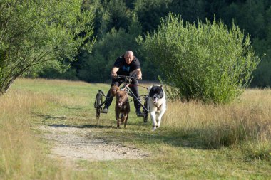 Köpek takımı yazın güneşli bir günde tarlada koşan bir adamla bisikleti çekiyor.
