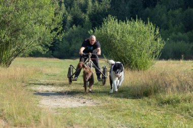 Köpek takımı yazın güneşli bir günde tarlada koşan bir adamla bisikleti çekiyor.