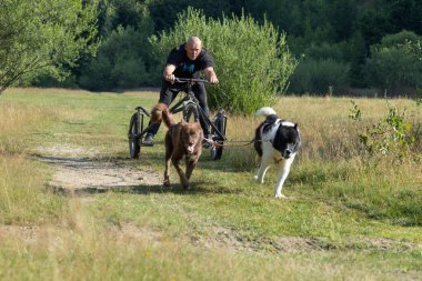 Köpek takımı yazın güneşli bir günde tarlada koşan bir adamla bisikleti çekiyor.