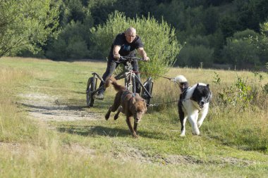 Köpek takımı yazın güneşli bir günde tarlada koşan bir adamla bisikleti çekiyor.