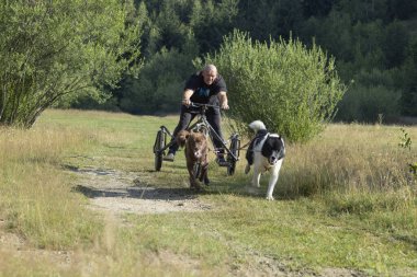 Köpek takımı yazın güneşli bir günde tarlada koşan bir adamla bisikleti çekiyor.