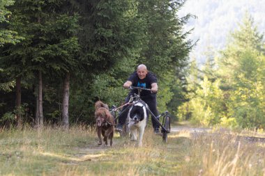 Köpek takımı yazın güneşli bir günde tarlada koşan bir adamla bisikleti çekiyor.