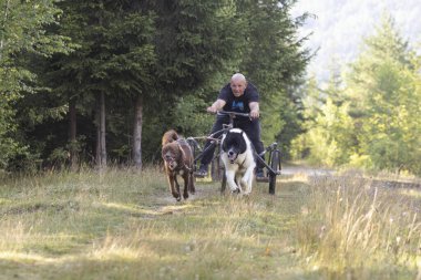 Köpek takımı yazın güneşli bir günde tarlada koşan bir adamla bisikleti çekiyor.